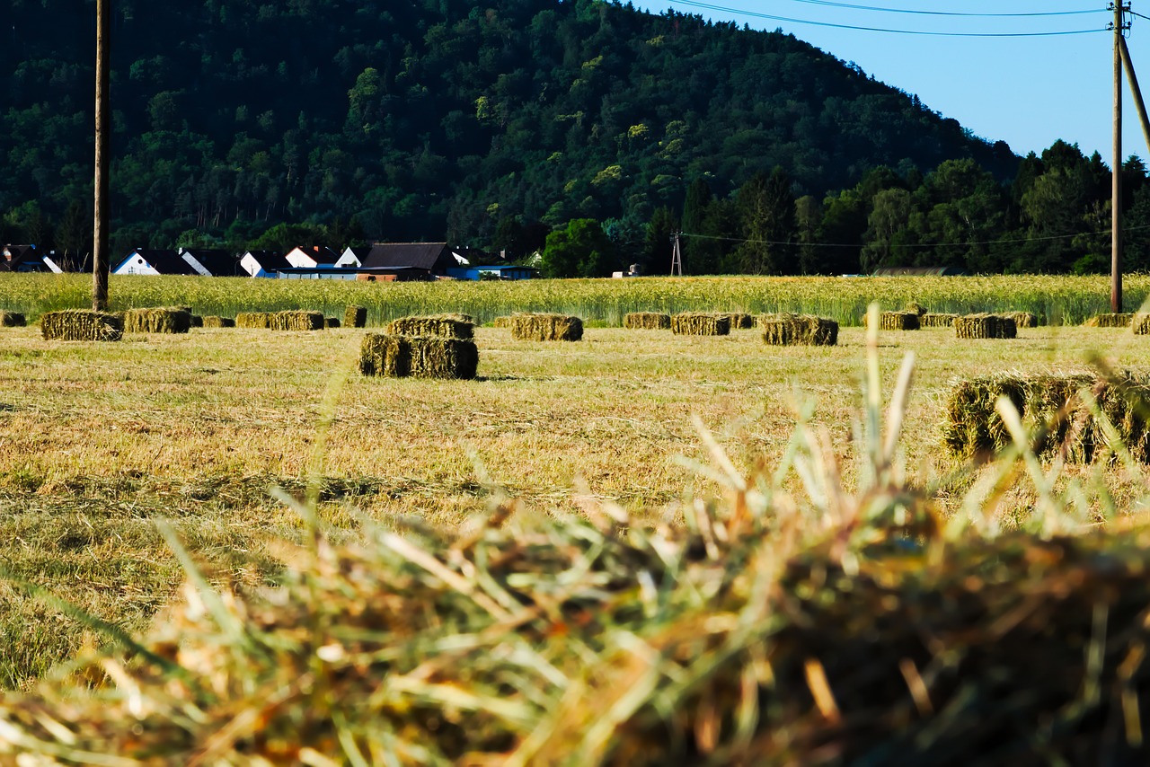 Сельский пейзаж с тюками сена черно белый. Grass Bale. Яйца сено. Field of hay Bales. Natural harvest
