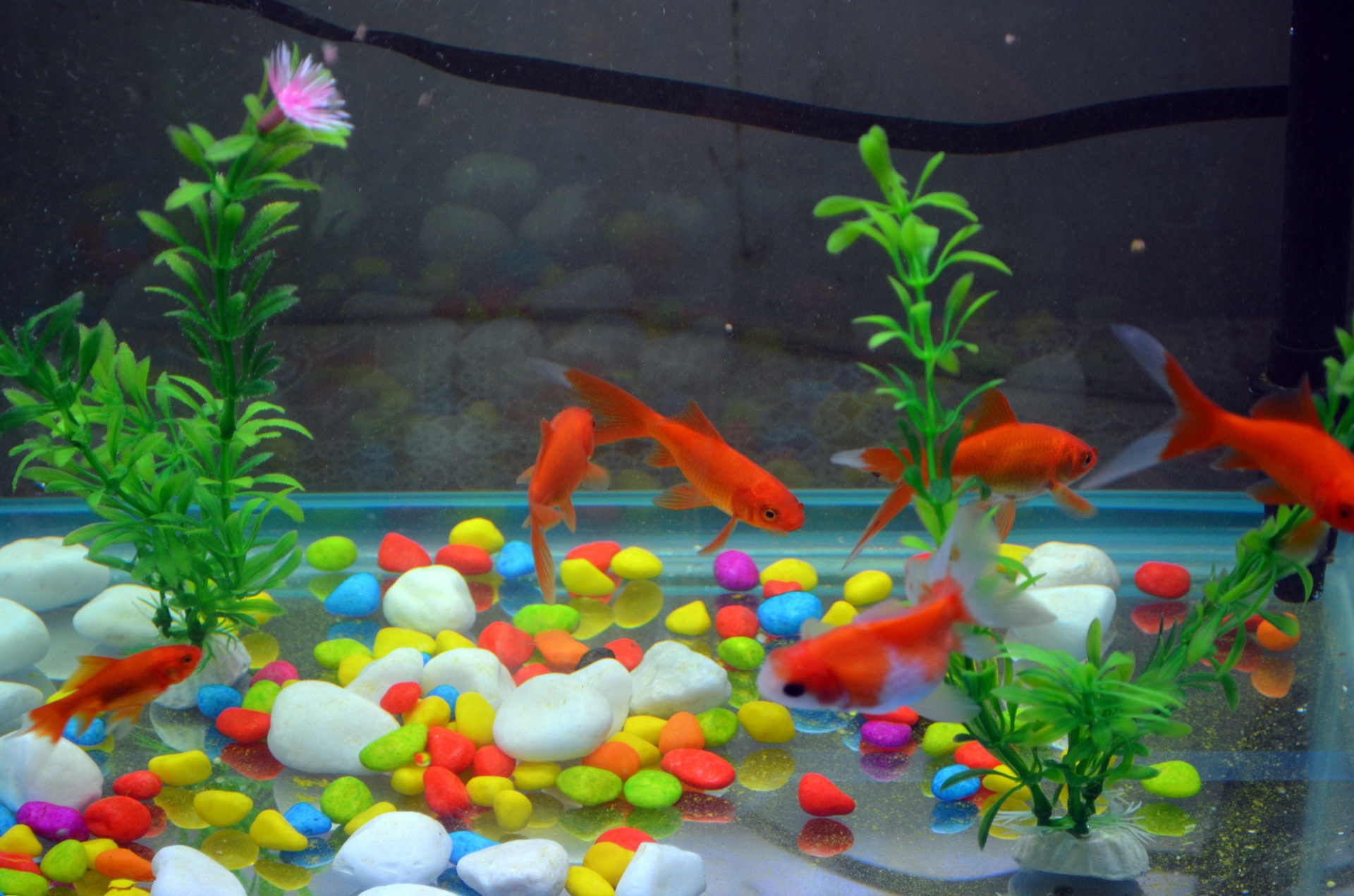 Аквариум много рыбок. Рыбки для аквариума. Аквариумные рыбки в аквариуме. Разноцветные рыбки для аквариума. Аквариум с рыбками для детей.