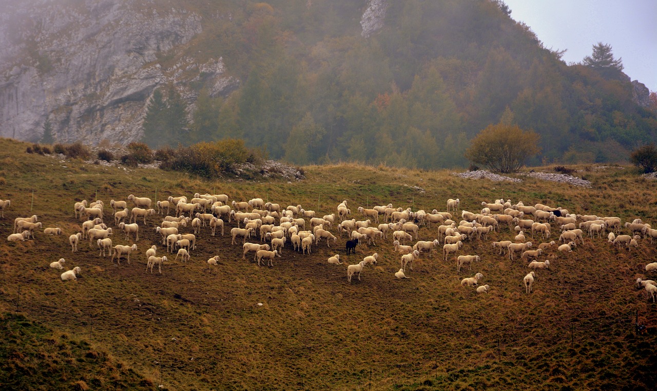 Два ягненка отошли от стада. Бермамыт Отара овец. Стадо овец. Овцы в горах. Отара овец в горах.