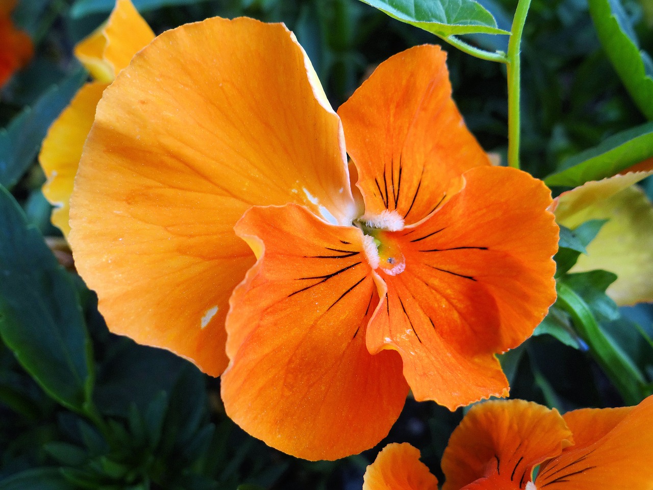 Цветы оранжевого цвета названия и фото. Анютины глазки оранжевые. Оранжевые цветы. Оранжевые цветы названия. Растение с оранжевыми цветами.