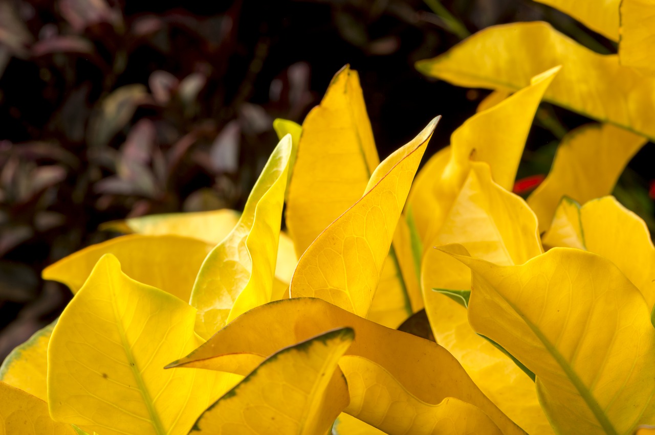Золотистые тропические цветы. Золотые экзотические листья. Желтый Тропик. Фото тропических листьев в желтом цвете.