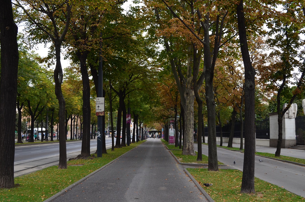 Street trees. Улица с деревьями. Деревья вдоль улицы. Деревья на улицах Москвы. Улица с деревьями вдоль дороги.
