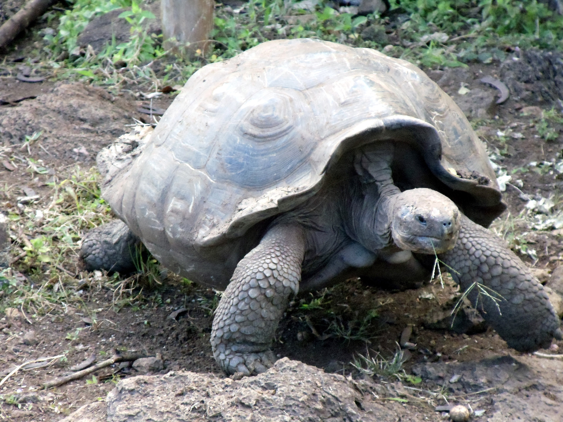 Череп галапагосской черепахи. Галапагосская черепаха. Галапагосская слоновая черепаха. Галапагосские острова черепахи. Фауна Эквадора Галапагосские черепахи.