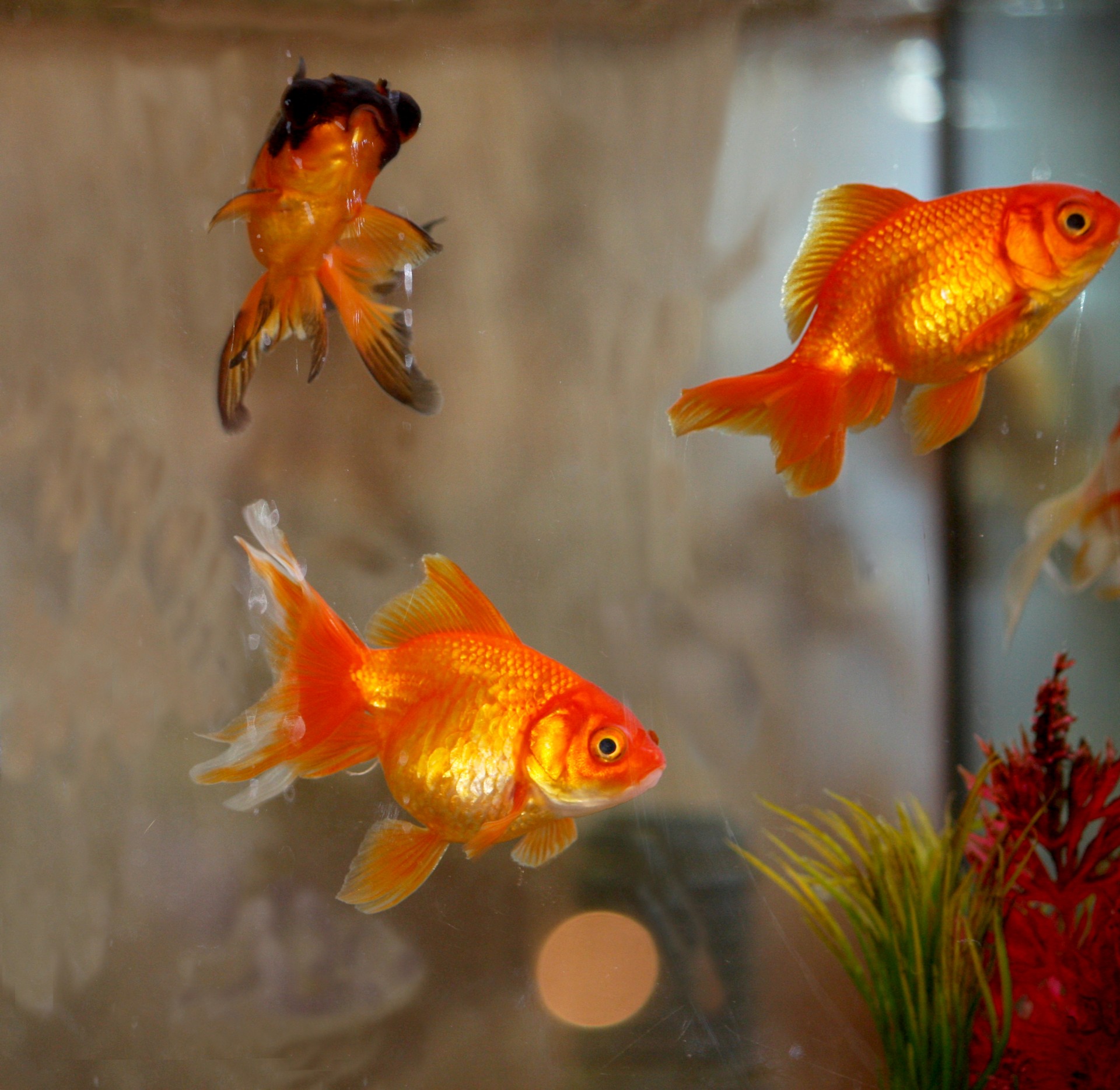 Goldfish r34 - 🧡 Риукин красный с коротким хвостом купить в Москве по выго...