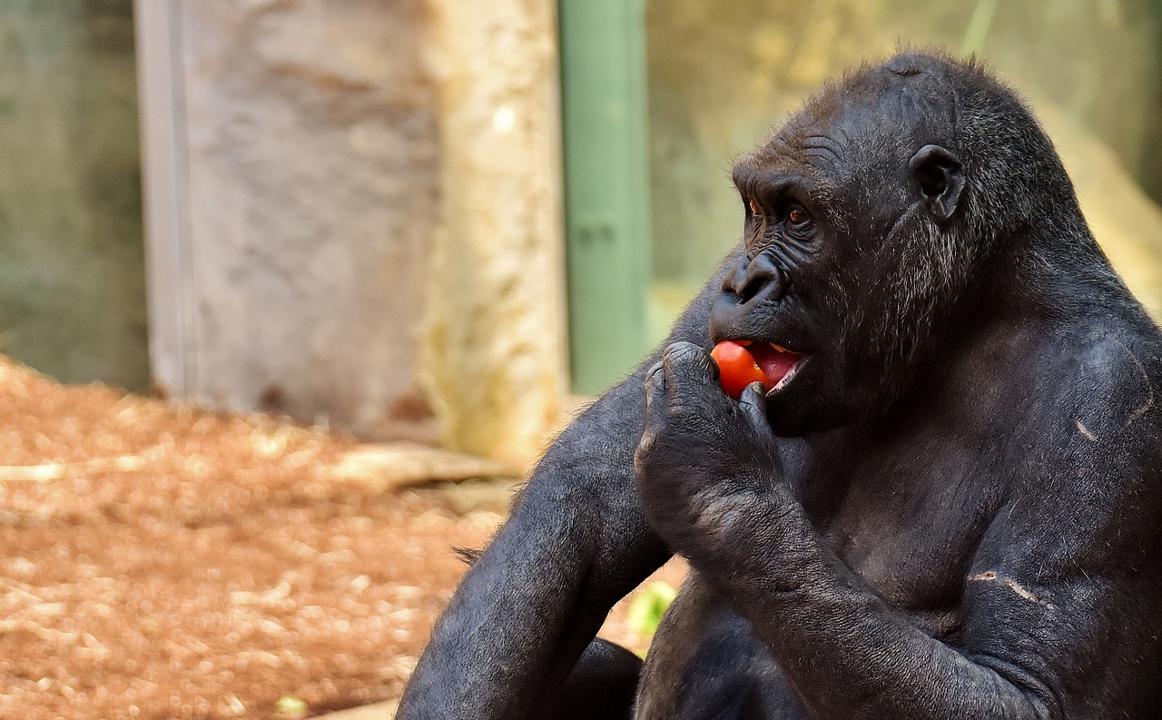 Gorilla Feeding Hungry Free Photo.