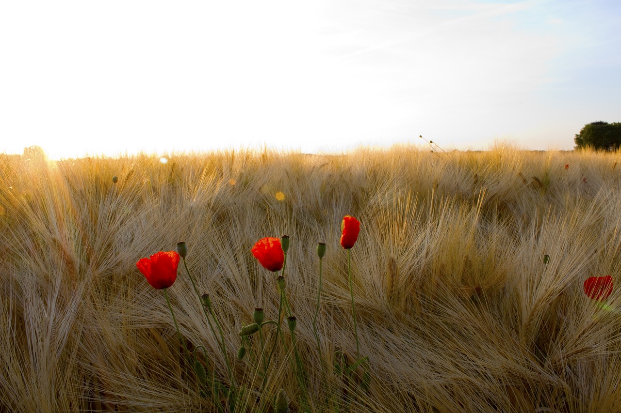Corn poppies. Пшеничное поле с маками. Маки цветы на пшеничном поле. Маки в пшеничном поле Украина. Мак зерна.