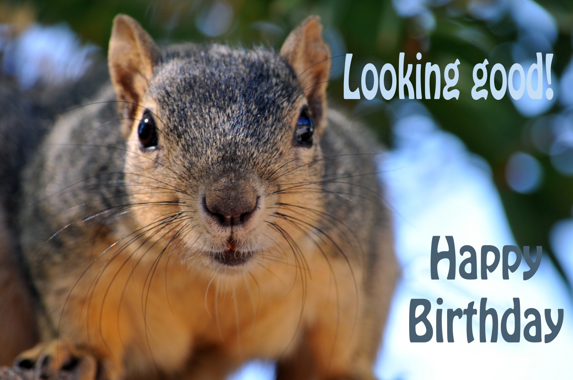 Birthday,happy birthday,greeting,squirrel,squirrels - free photo from needp...