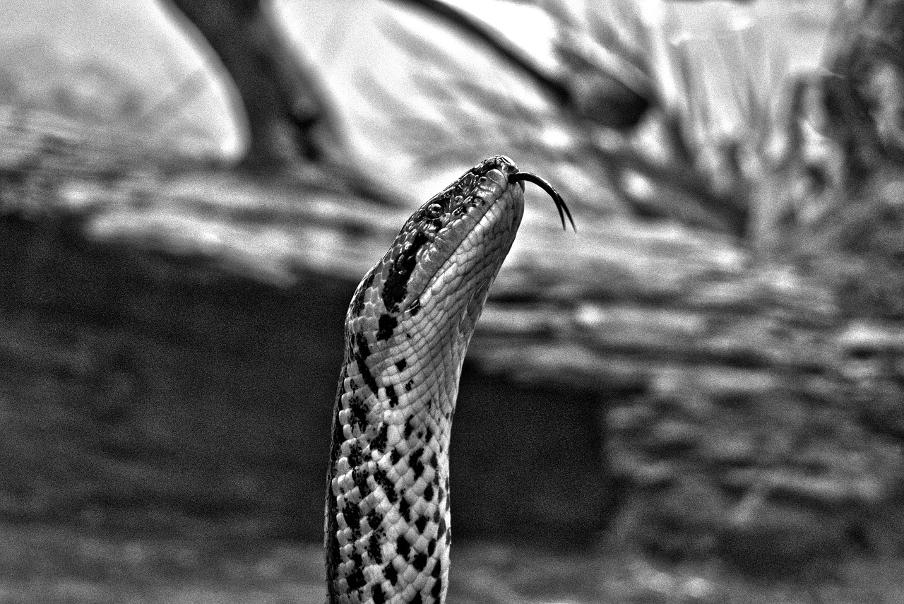 Длинный черный язык. Змея чб язык. Чёрно-белая змея в природе. Черный змеи в дикой природе. Дикие животные змея.