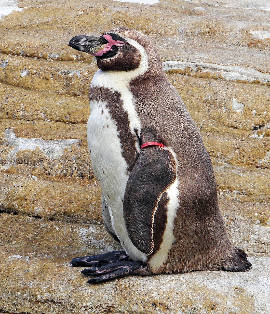 Пингвин гумбольдта. Перуанские пингвины Гумбольдта. Пингвин Гумбольдта фото. Южноамериканские пингвины.