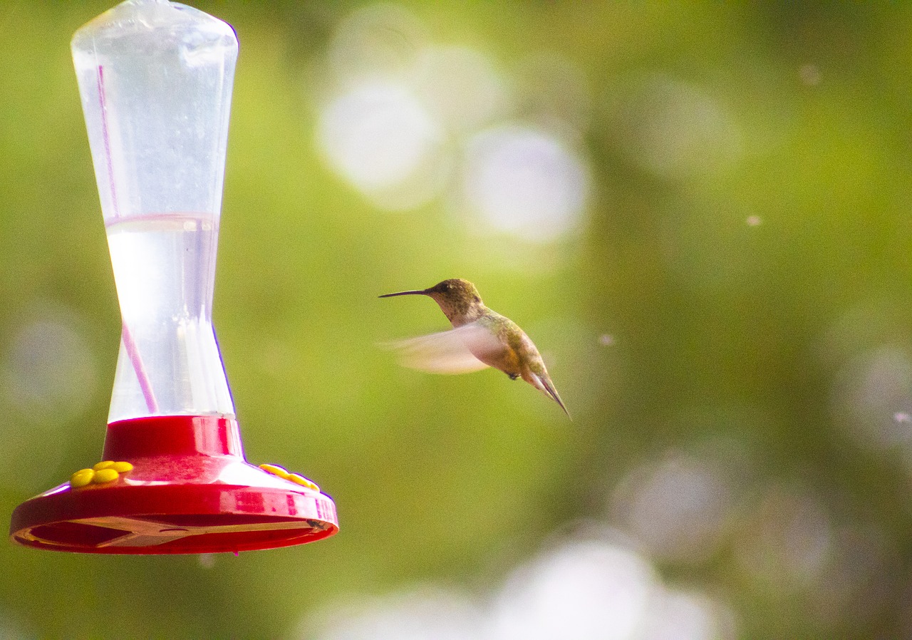 First nature Hummingbird Feeder. Из какой кормушки ест Колибри в лесу.
