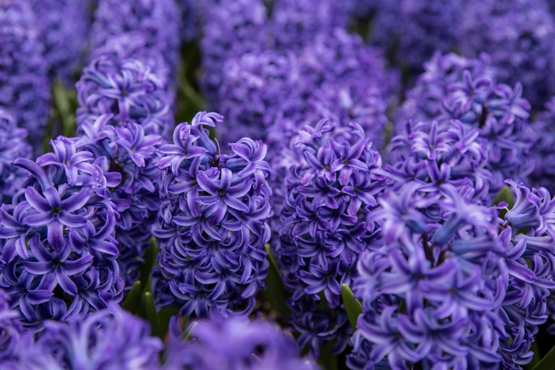 Цветы фиолетового цвета названия и фото