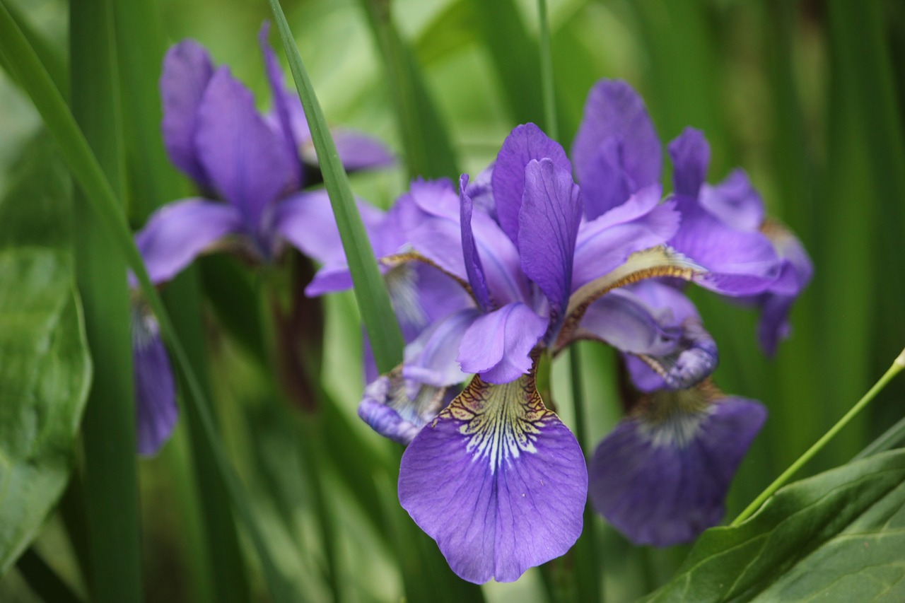 Какого цвета ирис цветок. Ирис Лесной. Ирис фиолетовый обыкновенный. Ирис Пурпл/Лила. Ирис (растение).