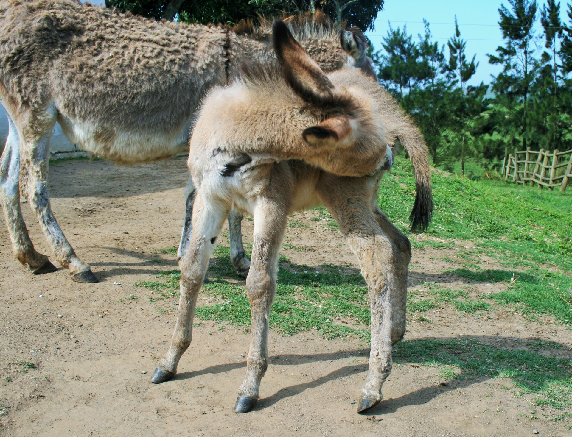 Download Animal Farm Donkey Free Photo.