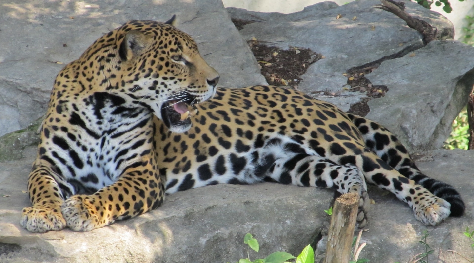 Download Jaguar Big Cat Carnivore Free Photo.