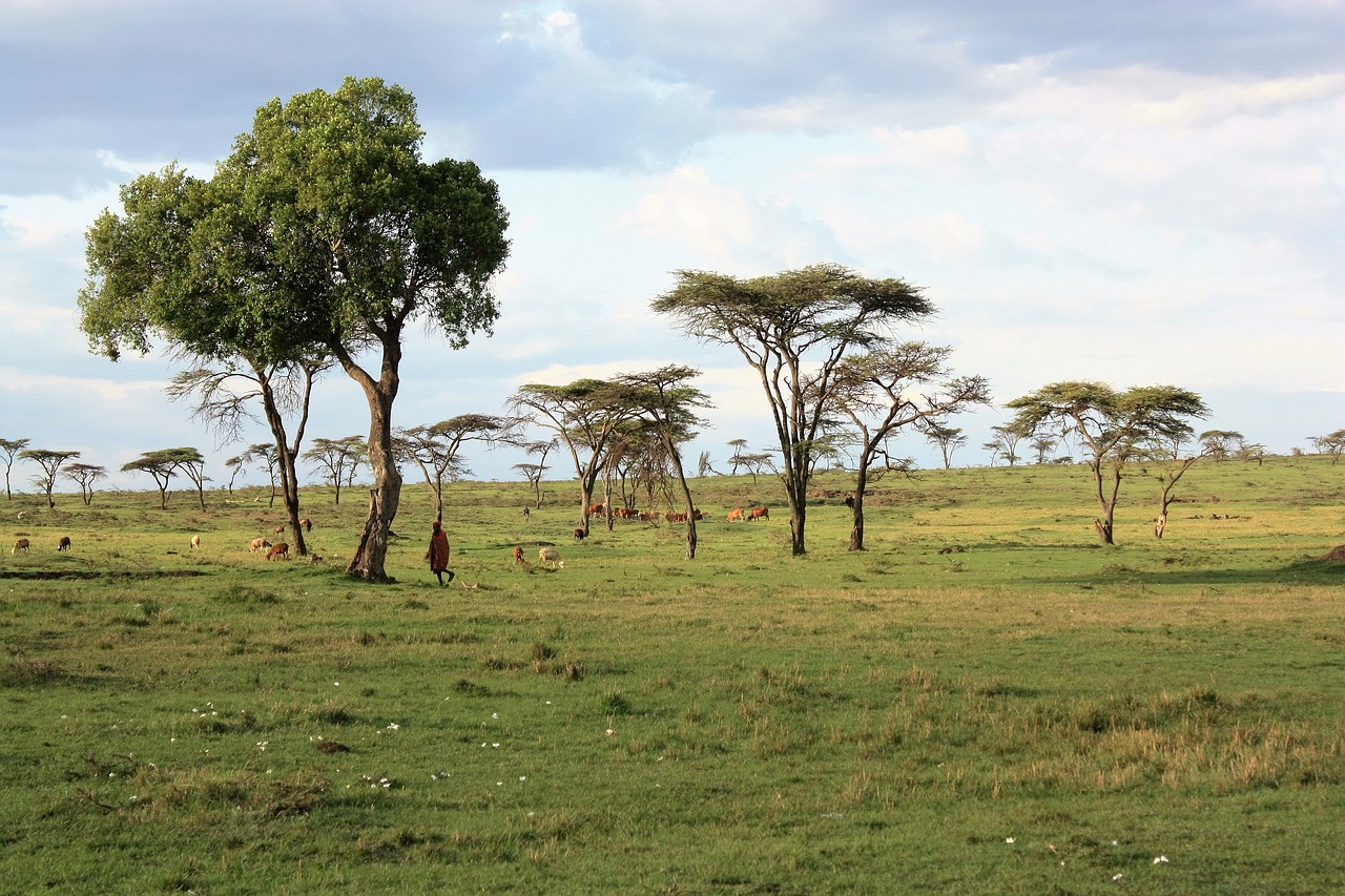 Особенности растительности саванны и редколесья. Кения Саванна. Саванны и редколесья. Саванна Конго. Саванна сафари.