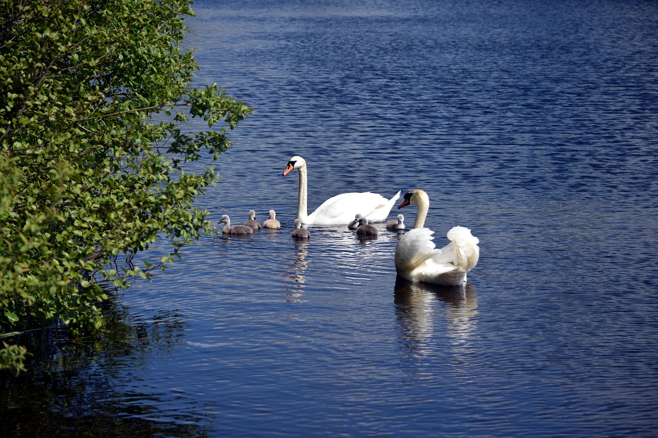 Красивые озера лебеди. Лебединый пруд Елагин остров. Елагин остров лебеди. Озеро лебедь Калининградская область. Лебединое озеро озеро лебедей.