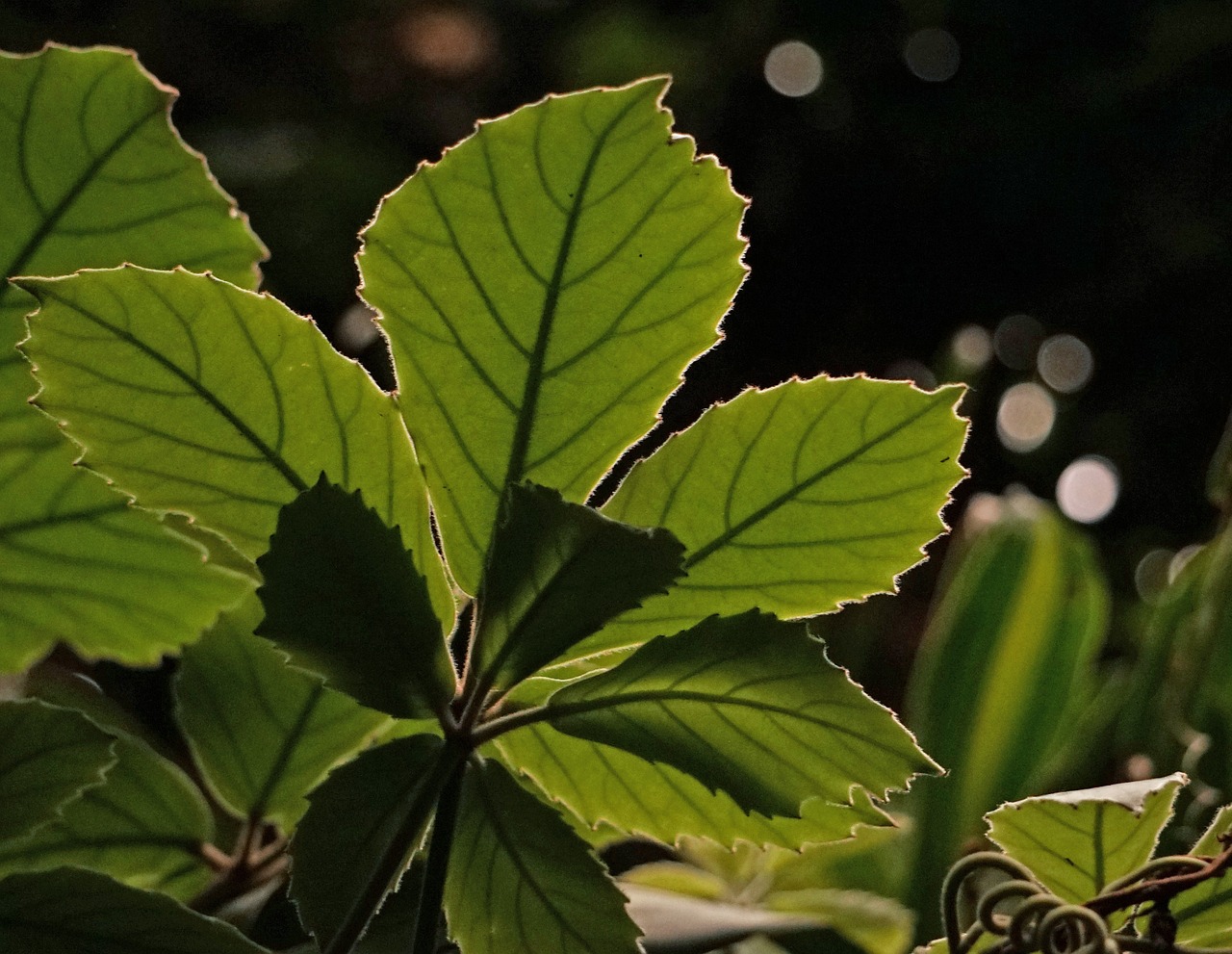Leaves on the back. Зеленые растения с закрытой. Leaf back. Фото листья с подсветкой.