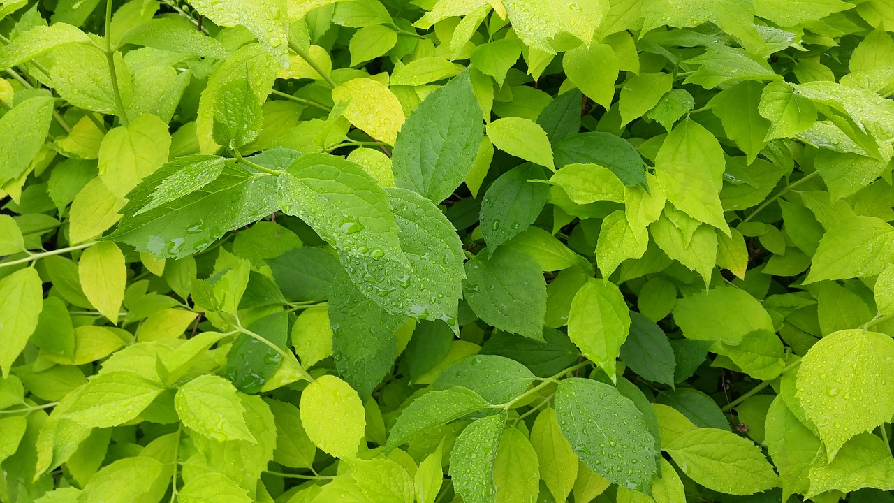 Foliage Green. Green leaf отзывы
