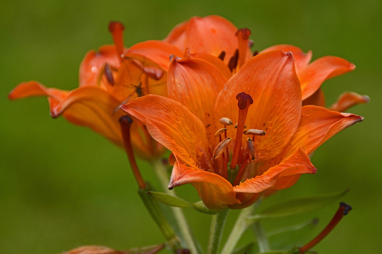 Лилия оранж тон. Оранжевые лилии. Оранжевые цветы похожие на лилии. Оранжевые лилии на языке цветов.