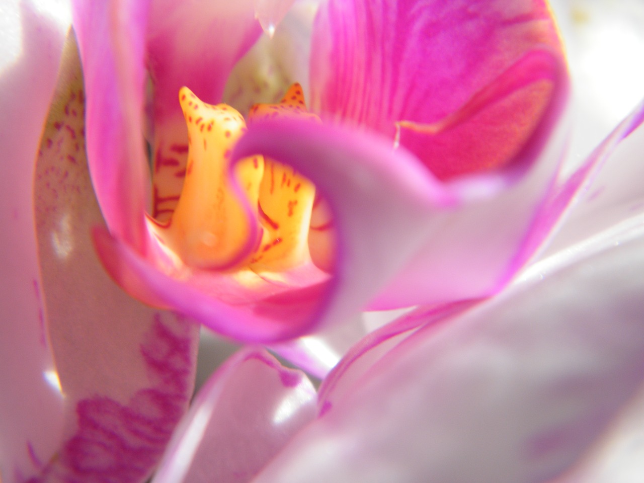 Lily Blossom. Орхидейный богомол бело-розовая картинка. Lily Blossom 2014. Lily Blossom model.