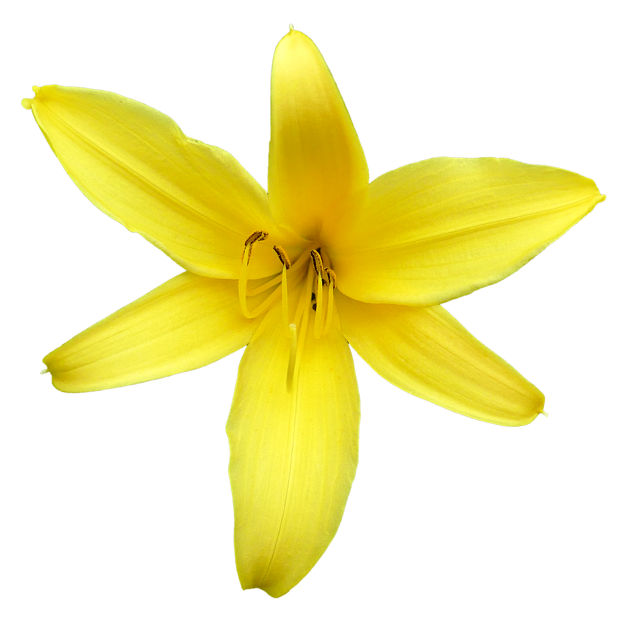 Картинки цветов лилии. Желтая Лилия на белом фоне. Цветы лилии для фотошопа. Цветок Лилия желт без фона.