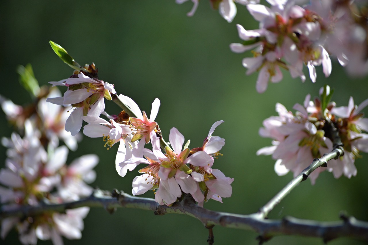 Almond blossom. Миндаль десертный цветение. Цветение миндаля в Израиле. Цветок миндаля Мирро. Ялта цветение миндаля.