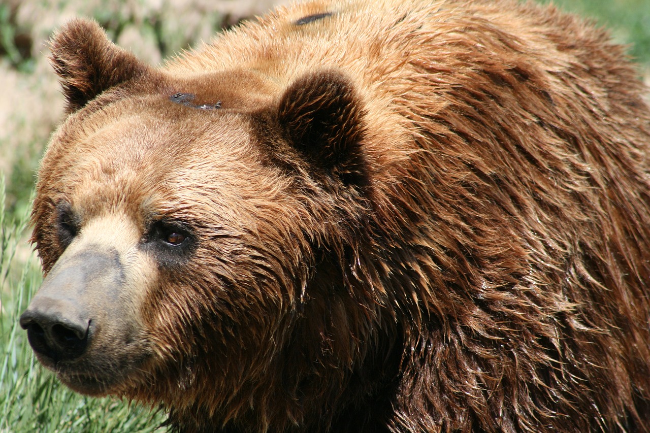 К чему снится медведь бурый большой женщине. Тянь-шаньский бурый медведь. Бурый Тяньшаньский медведь. Медведь Гризли. Медведь Гризли коричневый.