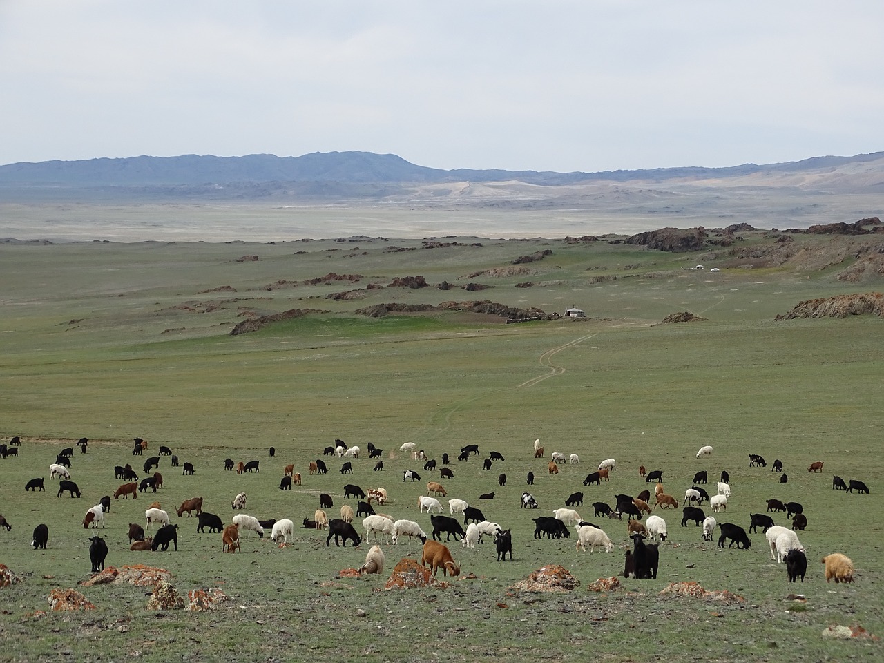 Животноводство природные зоны. Кыргызстан Таджикистан пастбища. Выпас скота. Выпас скота в горах. Высокогорные пастбища.