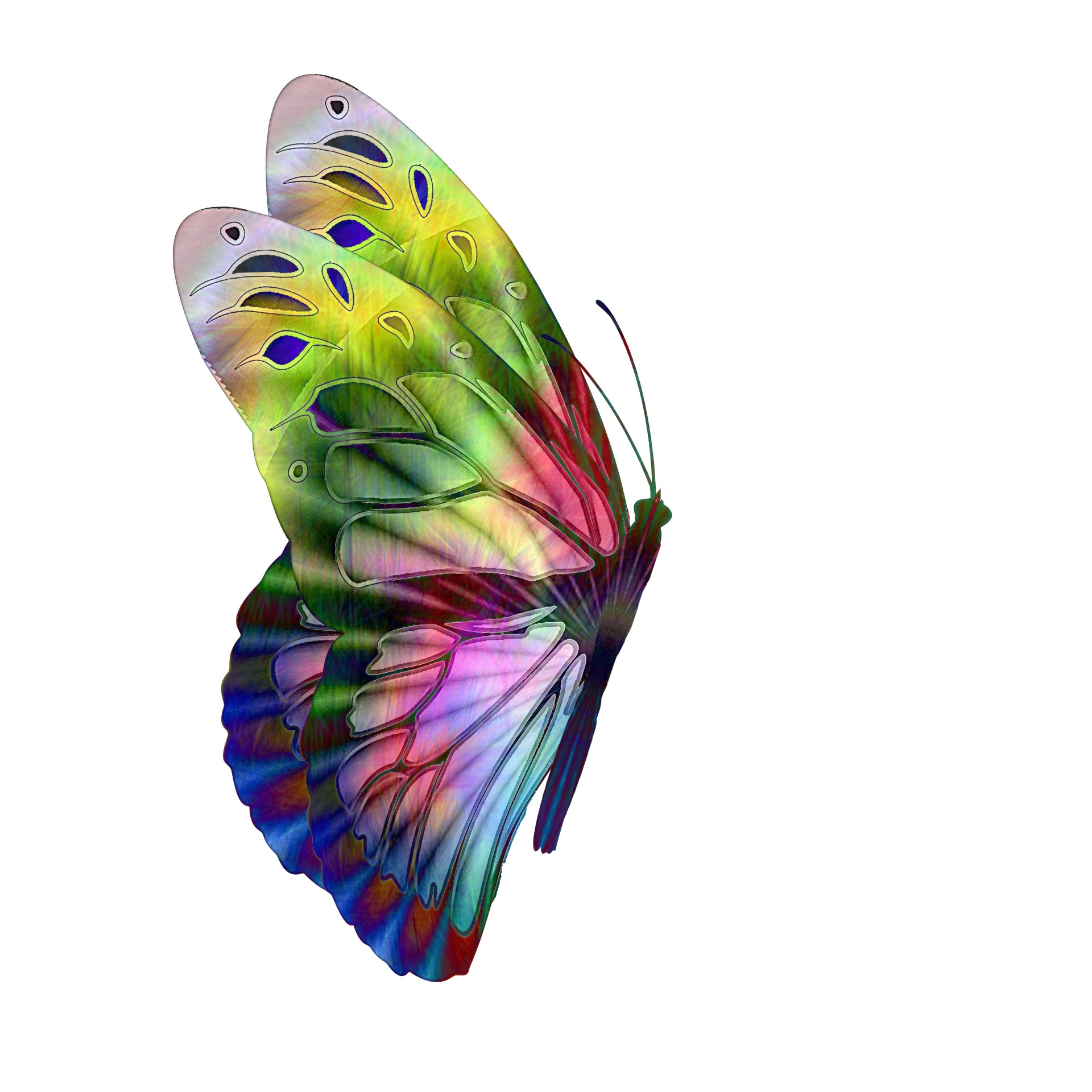 Кратко разноцветная бабочка. Разноцветные бабочки. Бабочки цветные. Красивые бабочки. Многоцветные бабочки.