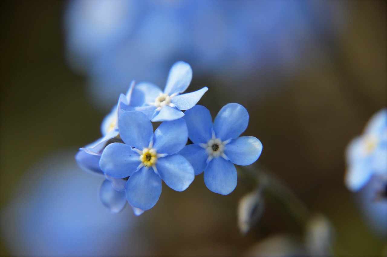 Незабудка блоггер. Незабудка редкоцветная. Незабудка соцветие. Незабудка редкоцветковая растение. Голубые цветы незабудки.