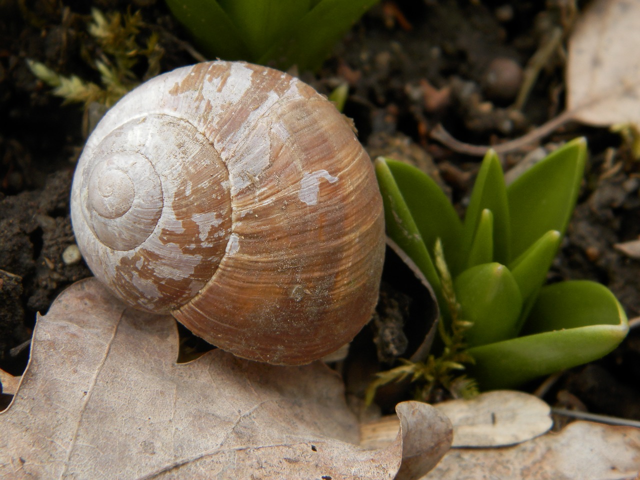 Моллюски в почве. Раковина улитки. Snail Shell дом. Первые улитки на земле. Земные моллюски.
