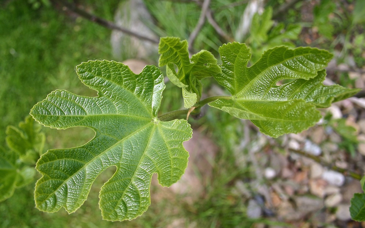 Nature Leaf Fig Leaf Free Photo.