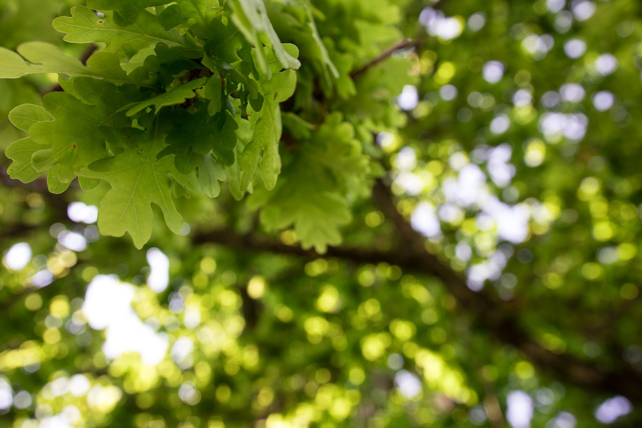 43. Дуб черешчатый. Ветви дуба. Текстура листвы дуба. Природа дуб. Natural oak