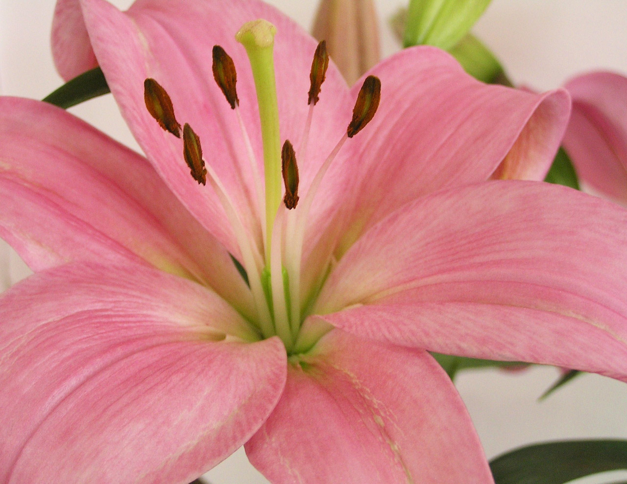 Download Lily Pink Flower Free Photo.