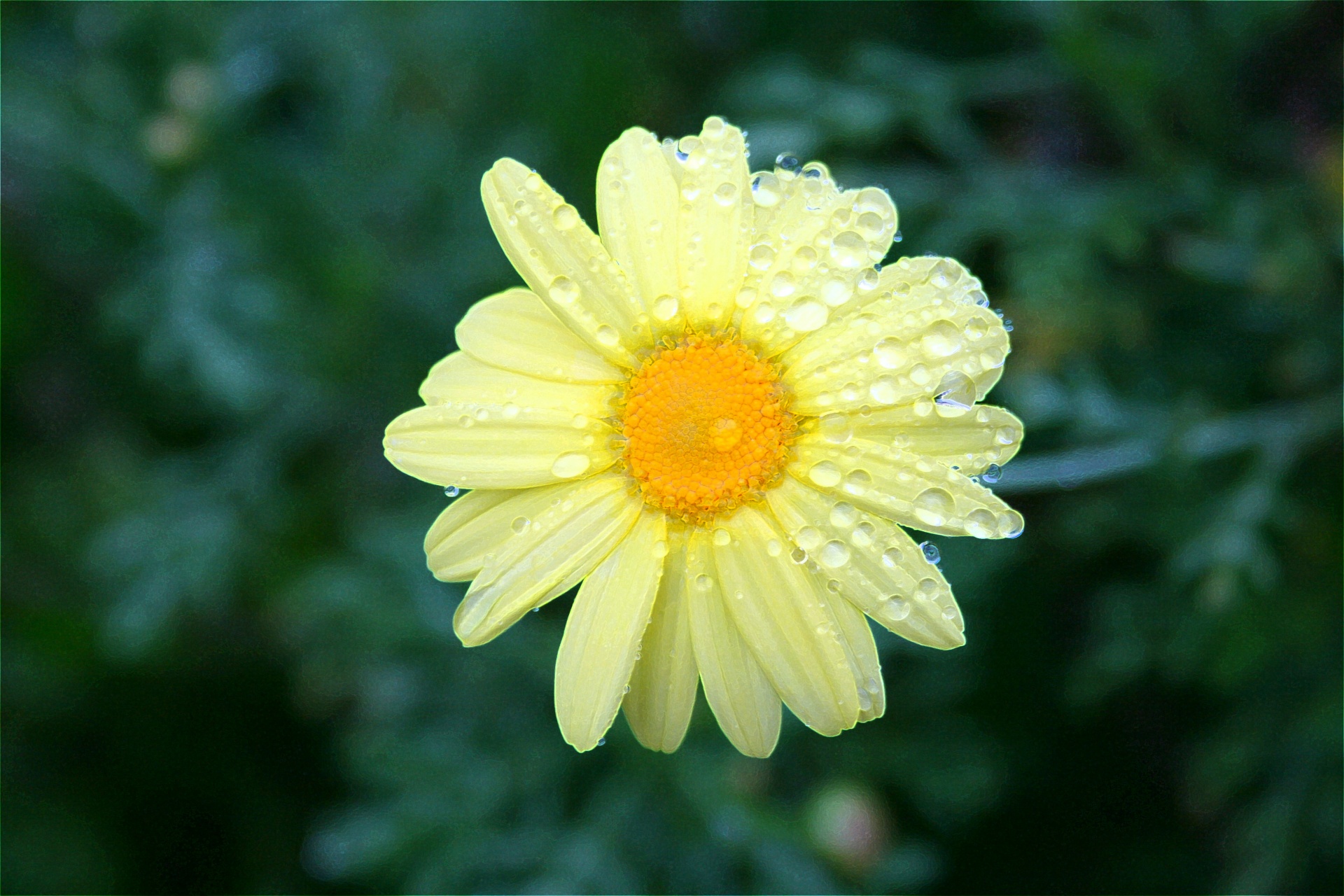 Daisy,drops,water,rain,yellow - free photo from needpix.com AMP.