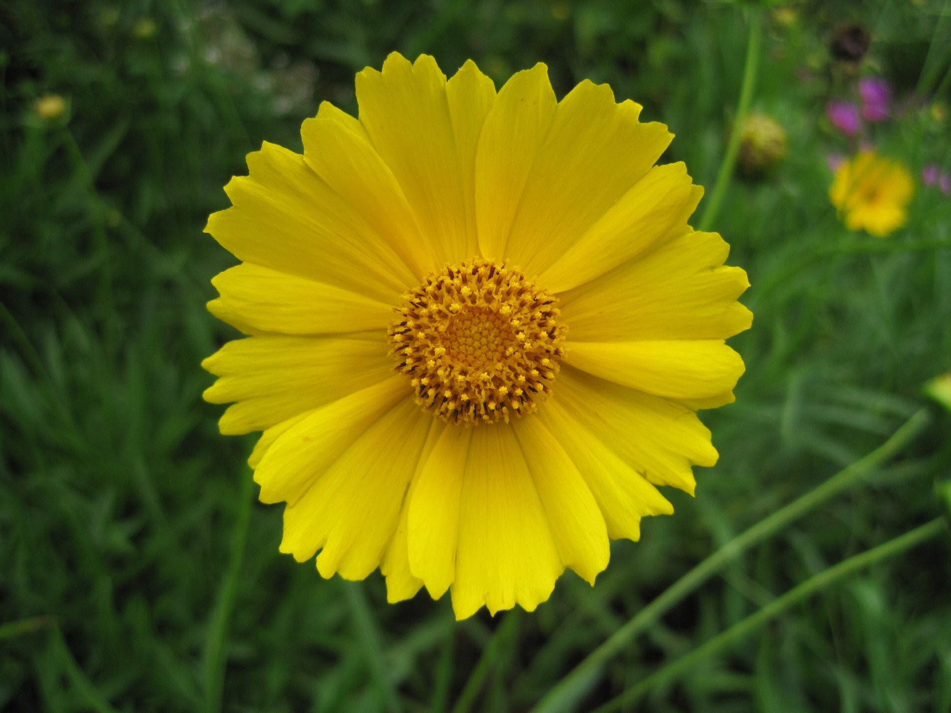 Download Flower Daisy Yellow Free Photo.