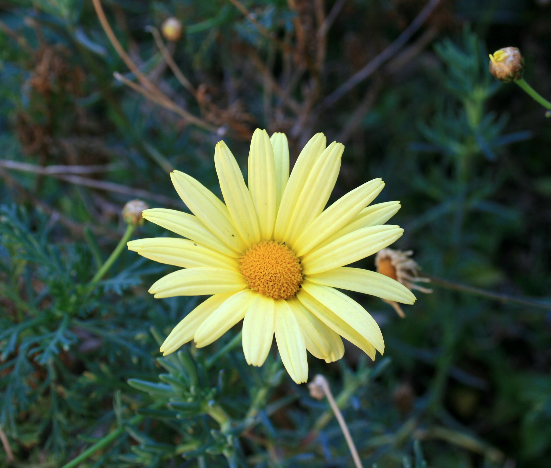 Download free photo of Daisy,flower,yellow,centre,bright - f