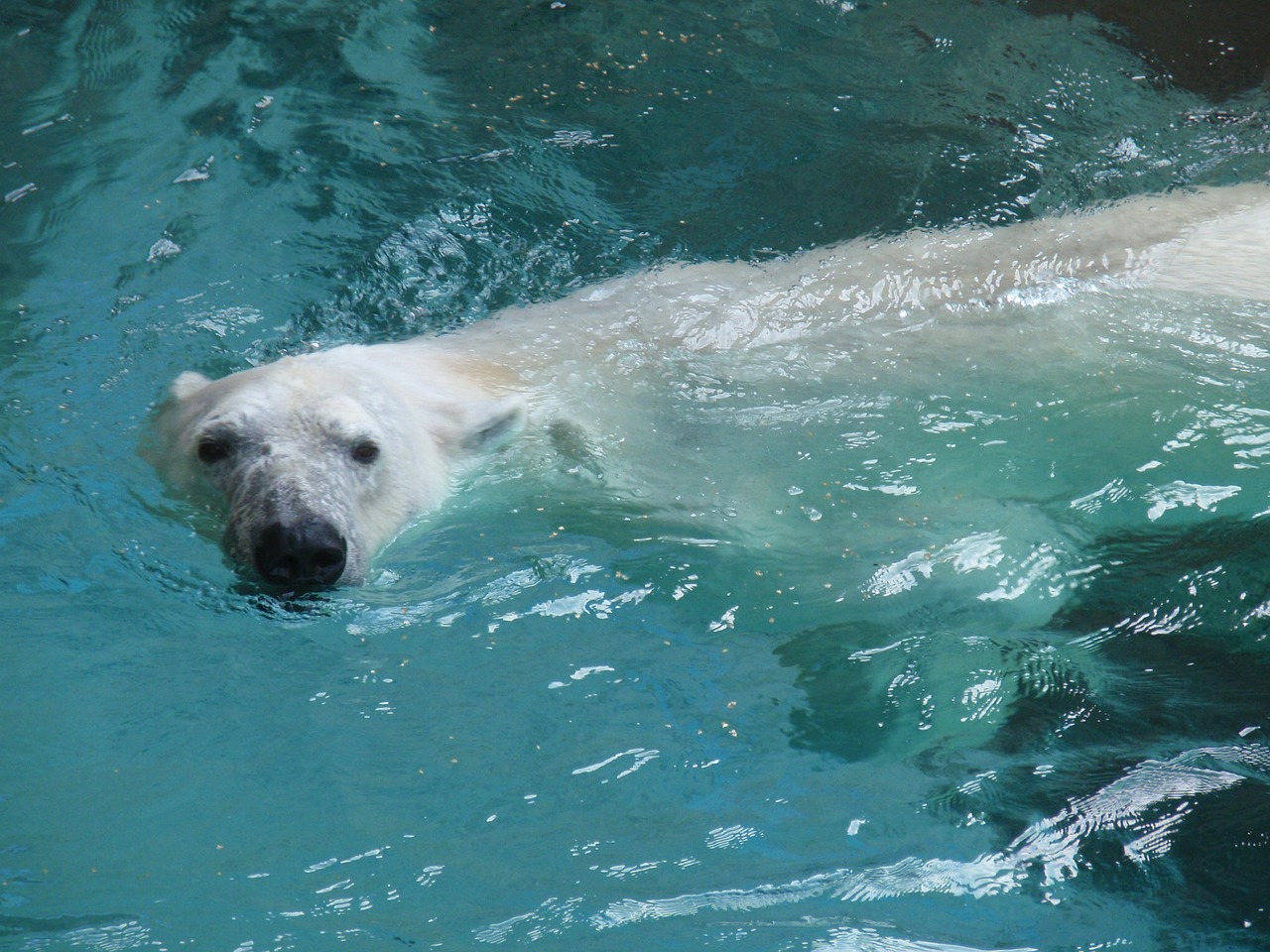 Медведь плавает скорость. Белый медведь плавает. Белый медведь плывет. Белый медведь плавает под водой. Белый медведь в воде.