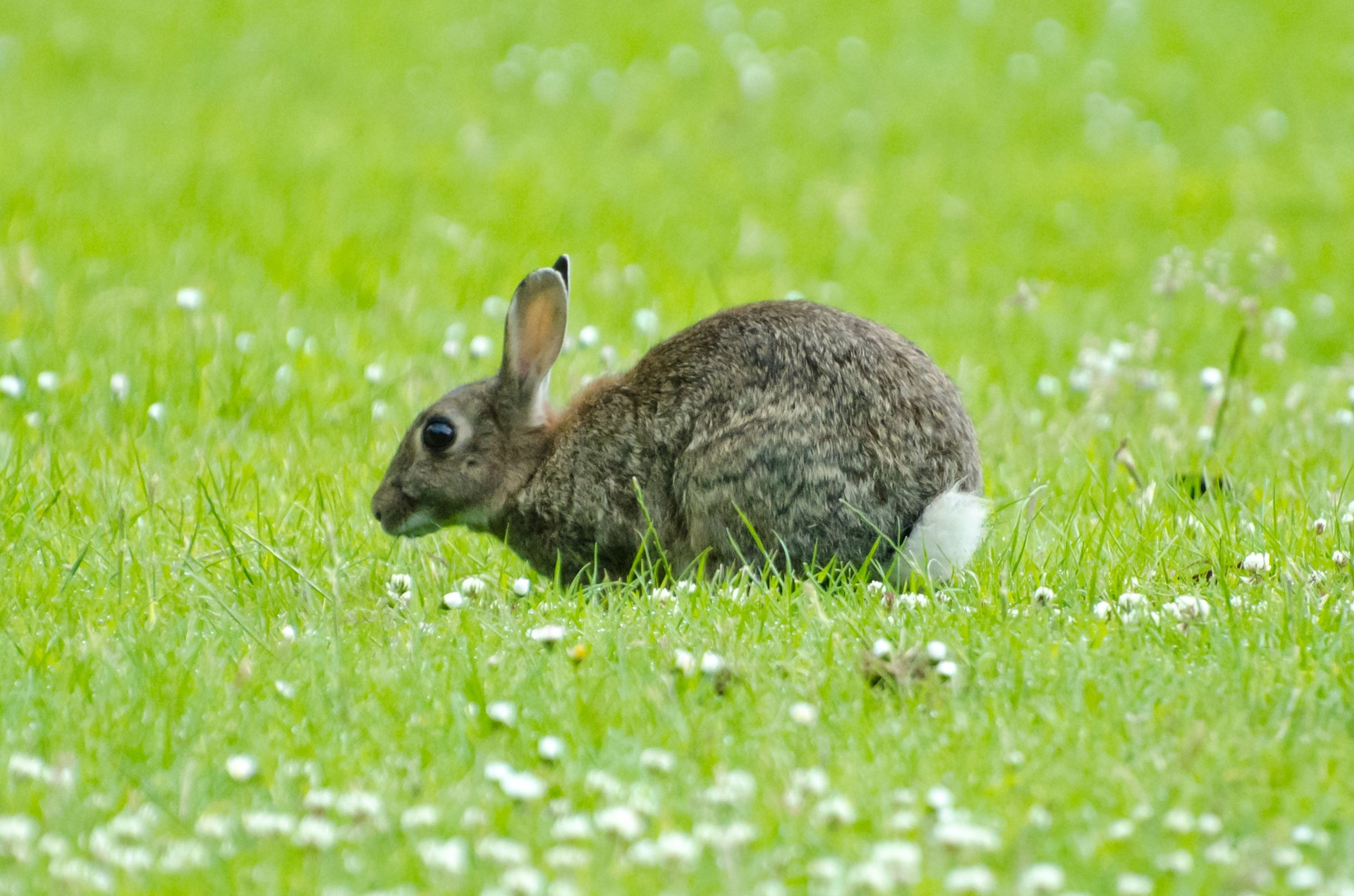 Grass animals. Заяц летом. Зеленый кролик. Кролик на лугу. Заяц луг.