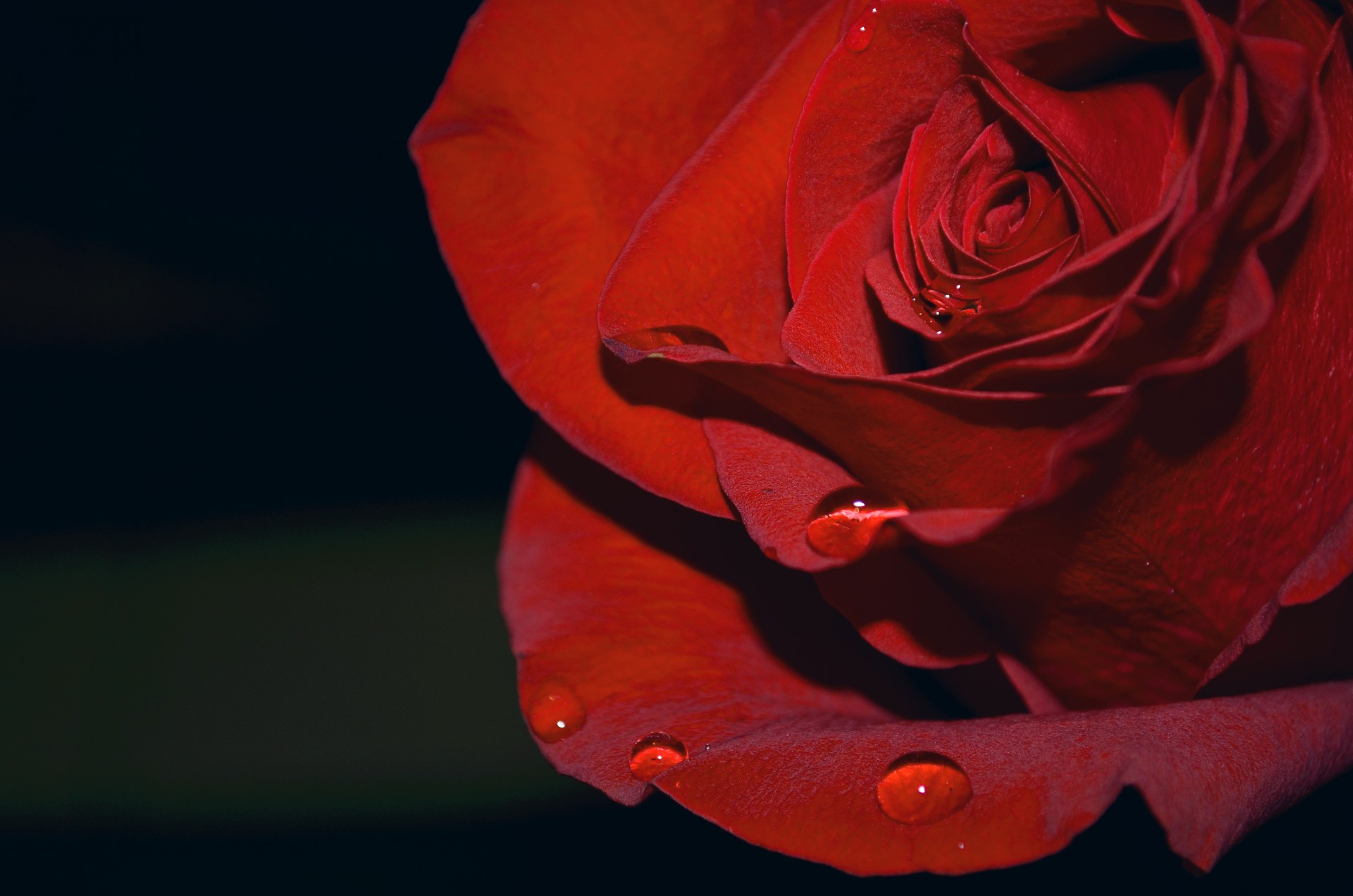 Красные бутоны во сколько выходят. Бутон красной розы. Бутон красной розы фото. Маленький бутон красной розы.