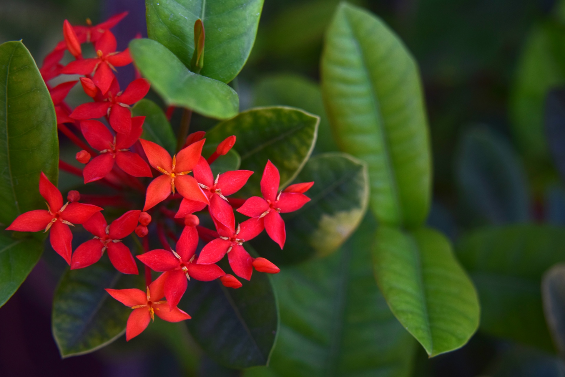 Download Ixora Flower Red Free Photo.