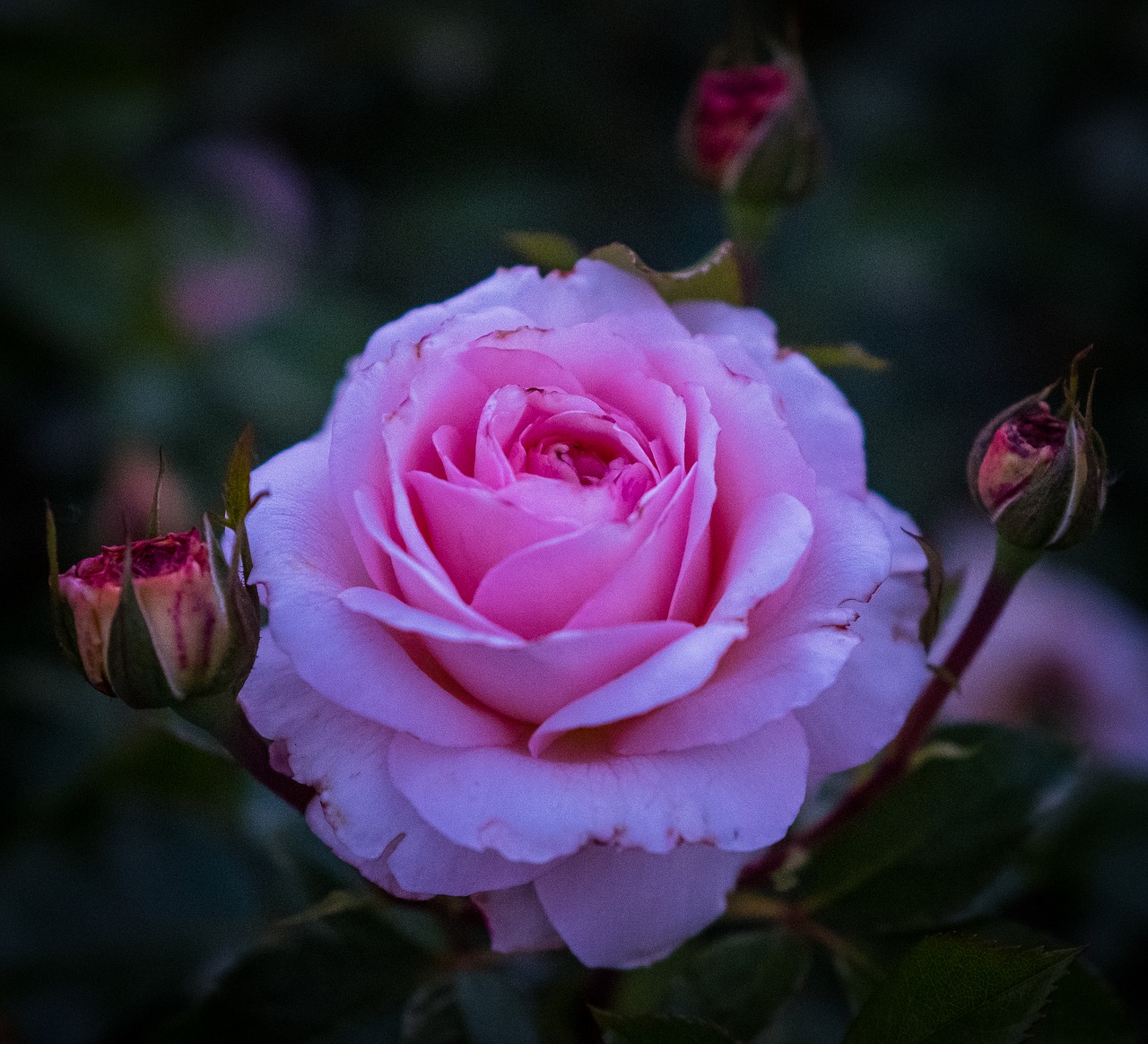 Rosi blossom