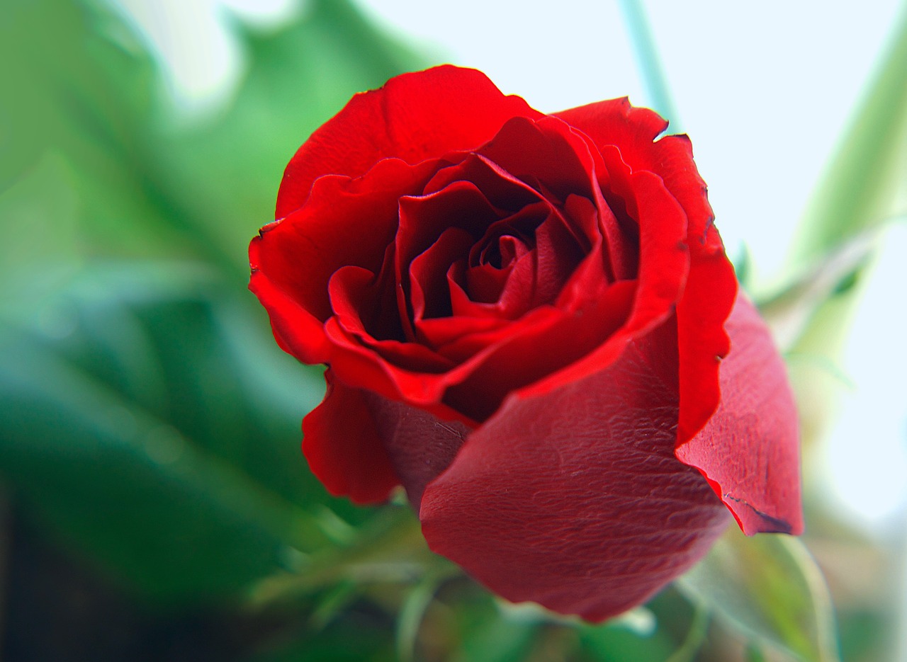 Download Roses Red Natural Free Photo.