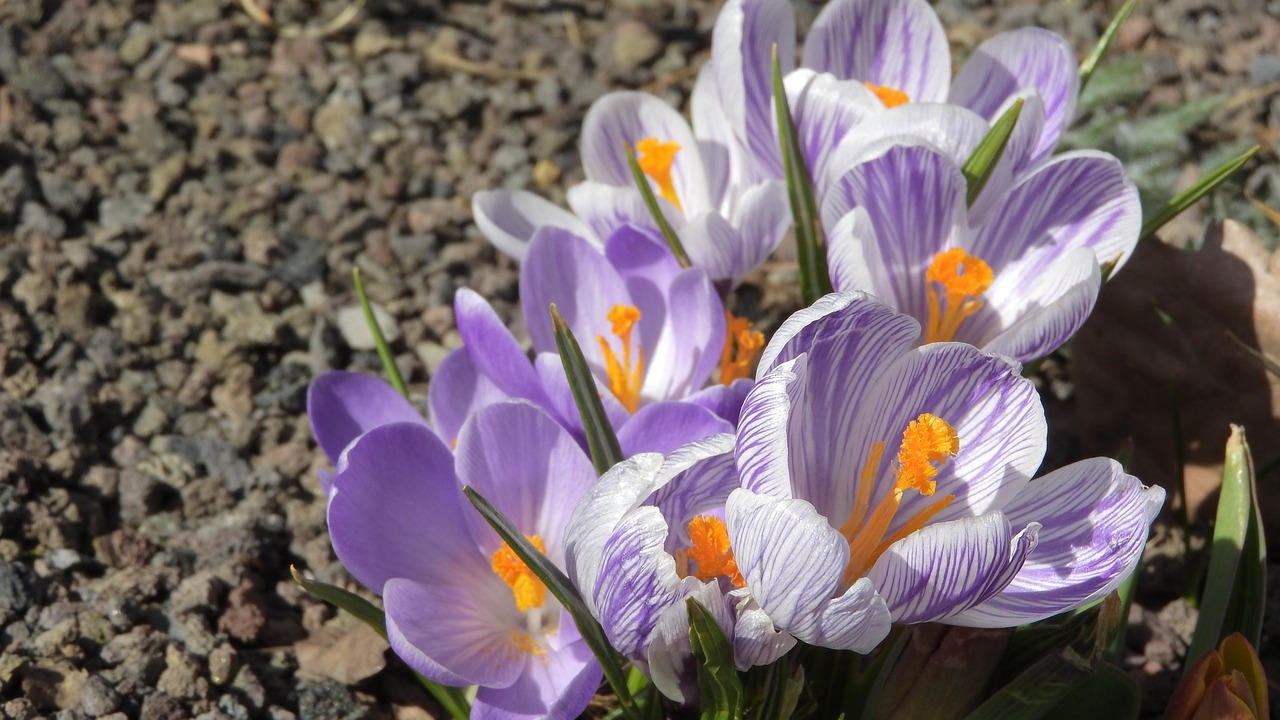 Изменения после крокуса. Крокус Шафран посевной. Крокус посевной Шафран цветение. Рокус (Шафран) посевной (Crocus sativus). Шафран (раст. Сем. Касатиковых).