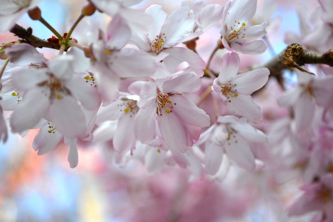 Цветение чери. Natures Beauty Сакура. Ряд вишен весной.