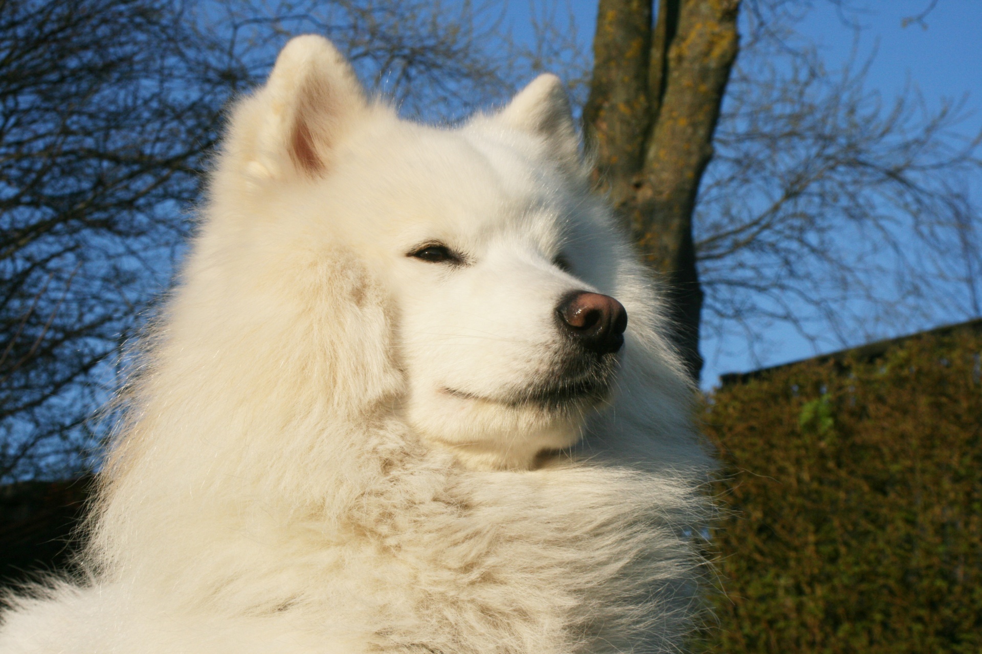 Ездовая собака с пушистой белой шерстью 6. Самоед собака. Аляскинский самоед. Хаски самоед. Карликовый самоед.