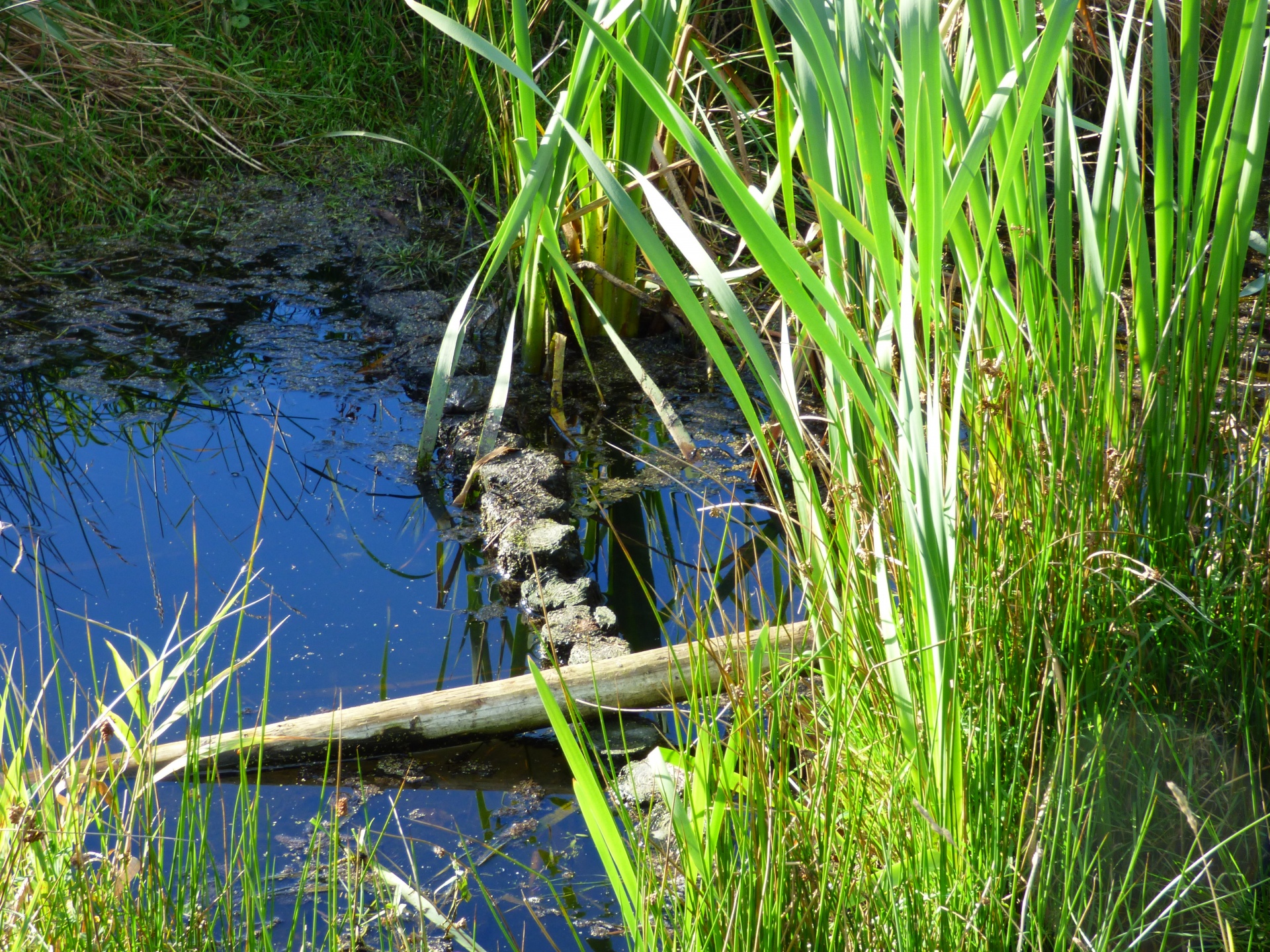 М болотный. Сохранение водно болотных угодий. Болотистый болотный. Водно-болотные угодья Крыма. Водно-болотные угодья Мамукала.