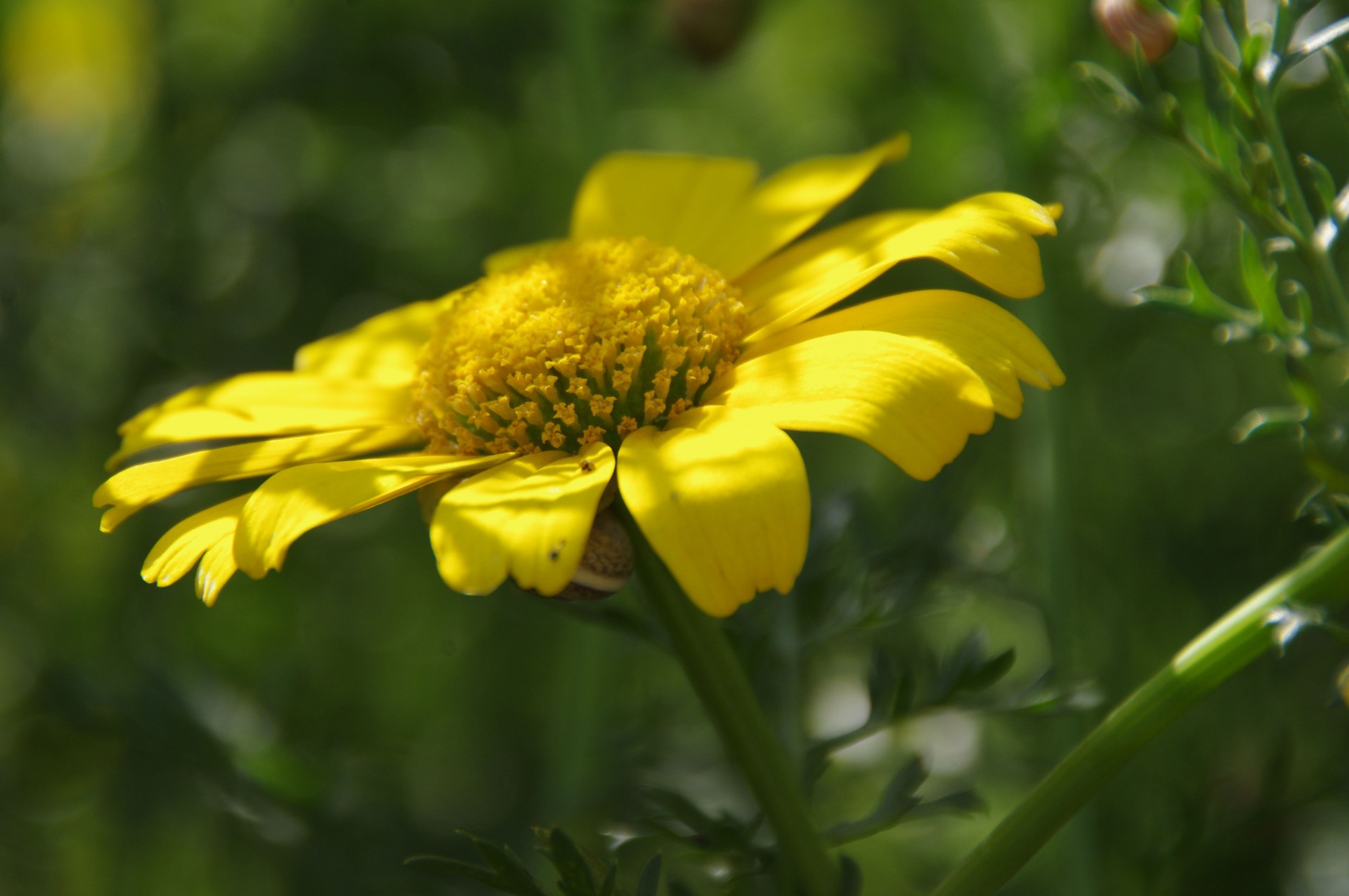 Download Yellow Daisy Flower Free Photo.