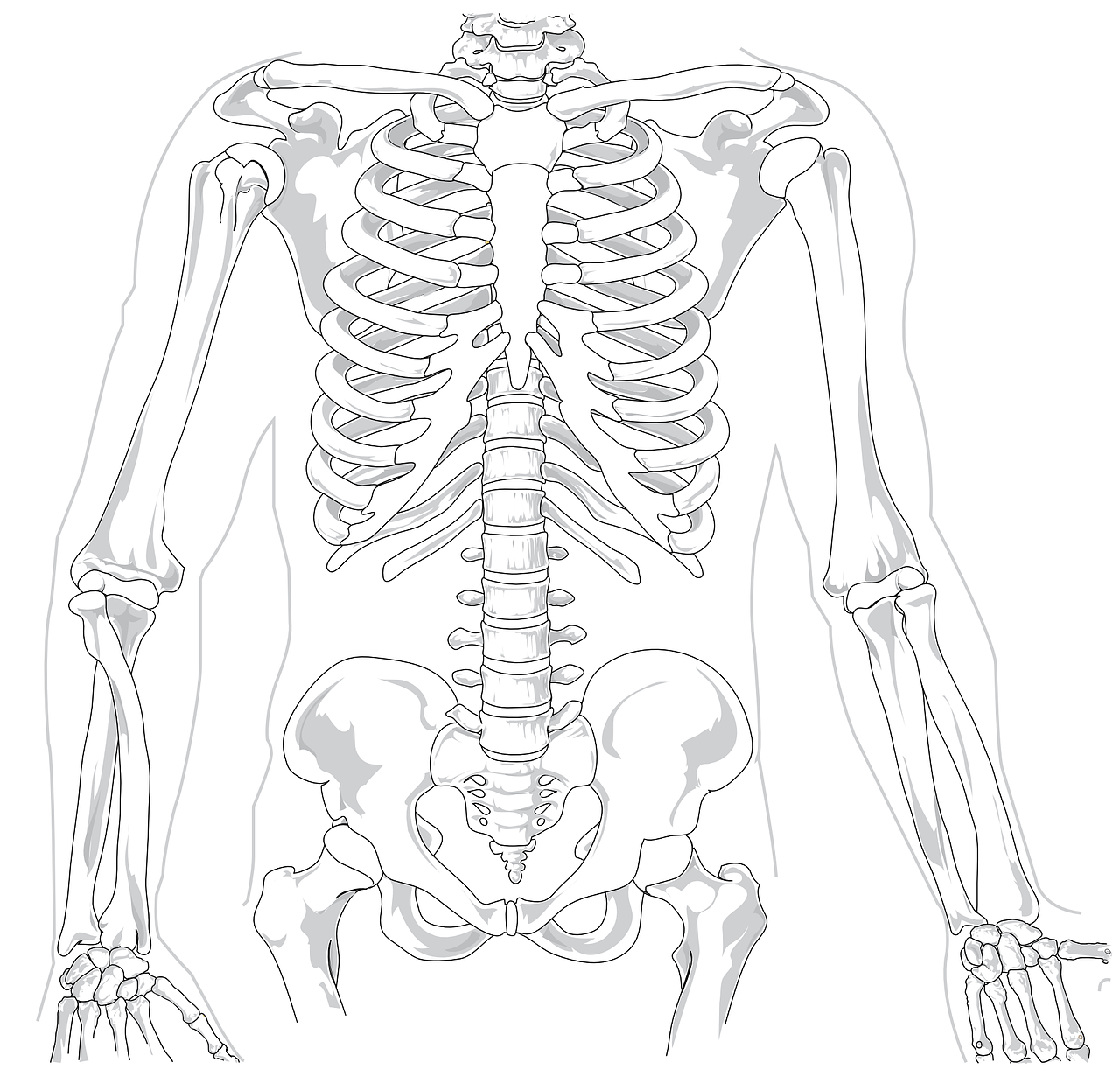 Скелет человека спина. Скелет человека зарисовка.