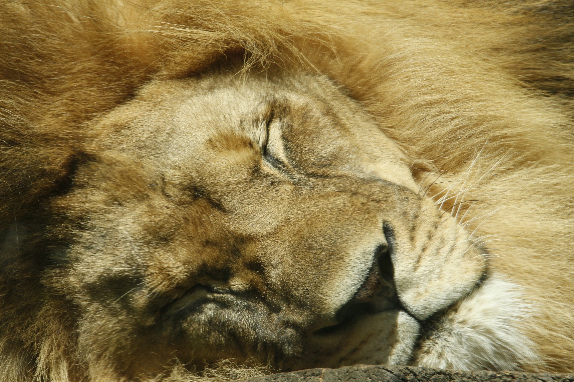 A lion sleep during the day. Лев спящий. Спящие львы. Лев лежит.